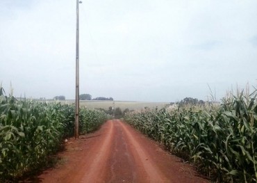 Temen que ola de frío afecte al maíz y soja zafriña en Alto Paraná