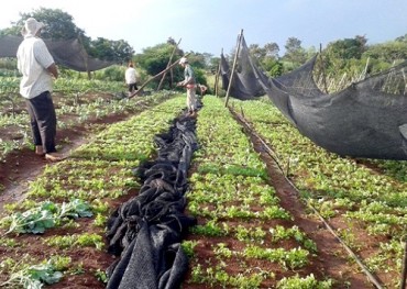 Granizo y viento dejó por el suelo el cultivo de hortigranjeros